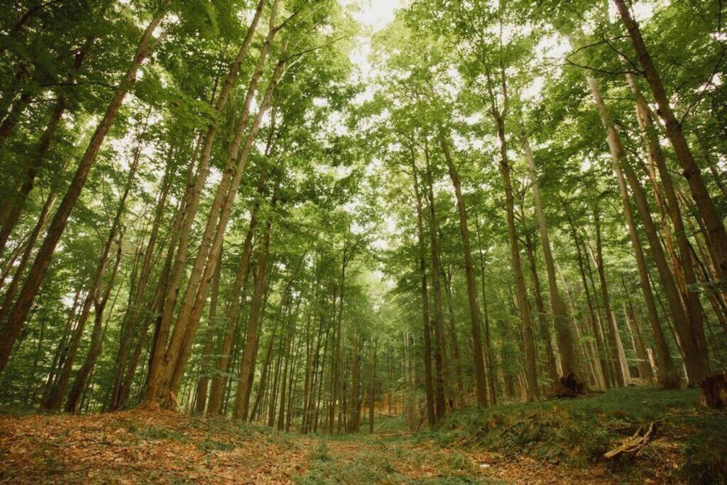 Reed City Wilderness Vista Retreatヴィラ エクステリア 写真
